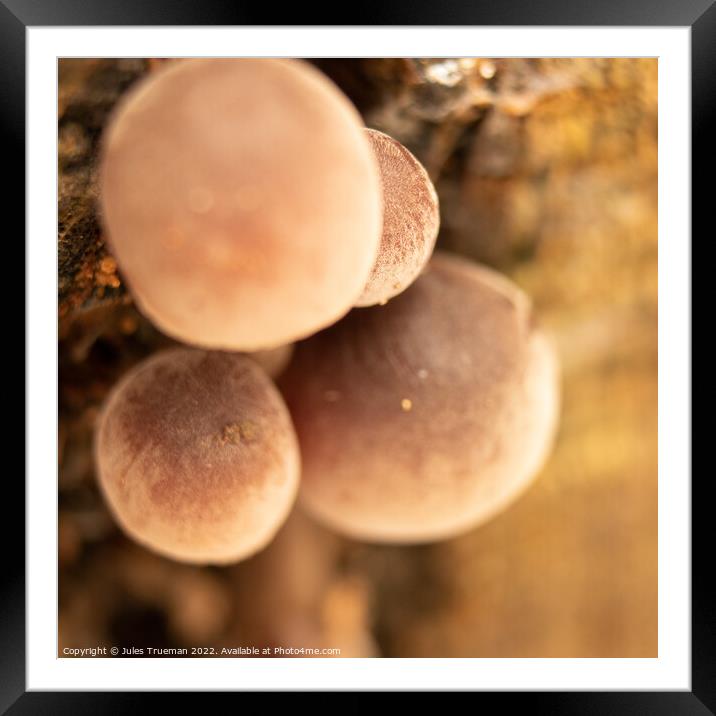 Sprouting mushrooms 4 Framed Mounted Print by Jules D Truman