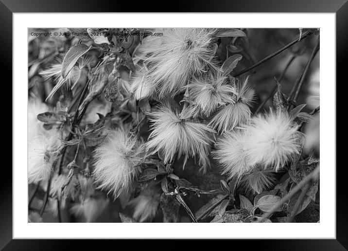 Clematis seeds bnw Framed Mounted Print by Jules D Truman