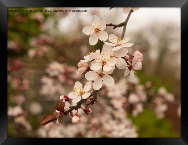 Cherry Blossom in springtime Framed Print by Jules D Truman