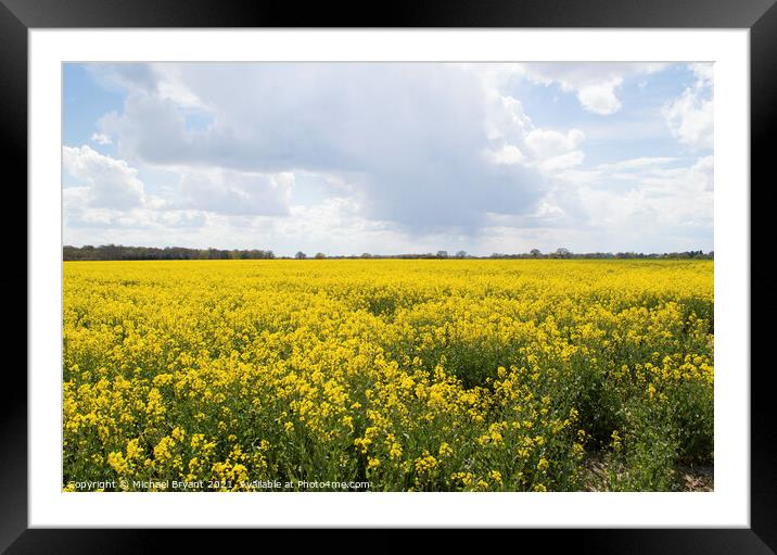 Rape field essex Framed Mounted Print by Michael bryant Tiptopimage