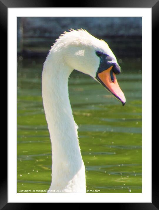 a lone swan, waterfowl family Anatidae Framed Mounted Print by Michael bryant Tiptopimage