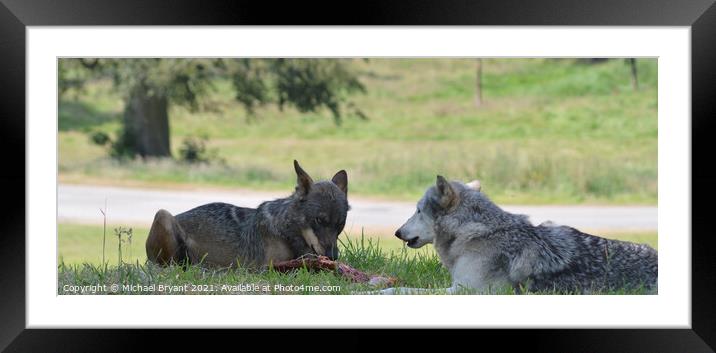 Wolf's eating Framed Mounted Print by Michael bryant Tiptopimage