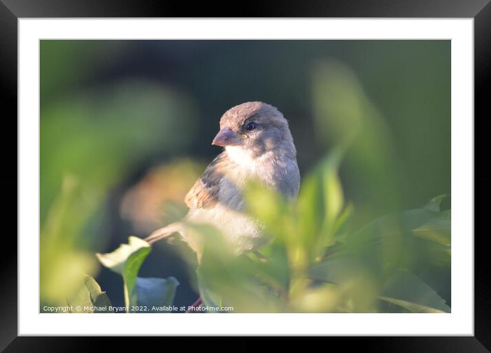 A sparrow perched on a branch Framed Mounted Print by Michael bryant Tiptopimage