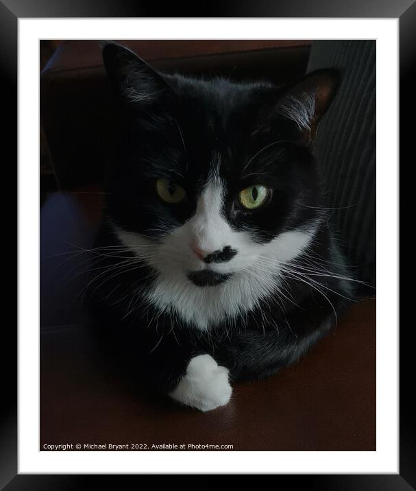 Black and white cat Framed Mounted Print by Michael bryant Tiptopimage