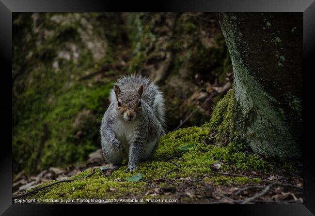 A squirrel in a forest Framed Print by Michael bryant Tiptopimage