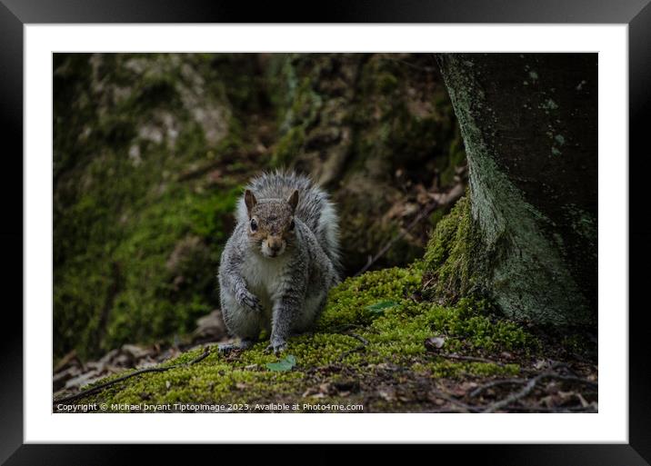 A squirrel in a forest Framed Mounted Print by Michael bryant Tiptopimage