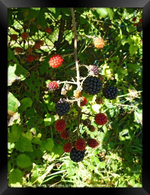 Wild berry's  Framed Print by Michael bryant Tiptopimage