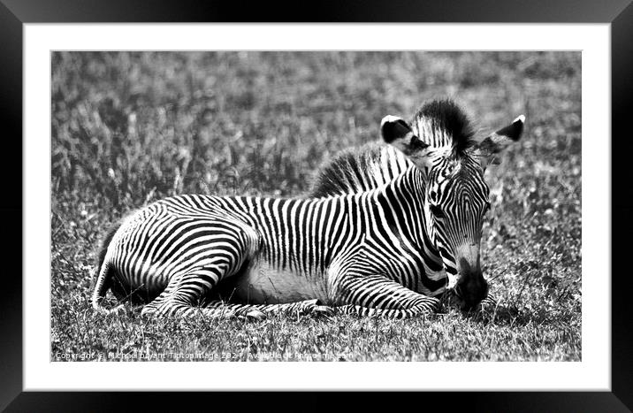 A zebra relaxing in a grass covered field Framed Mounted Print by Michael bryant Tiptopimage