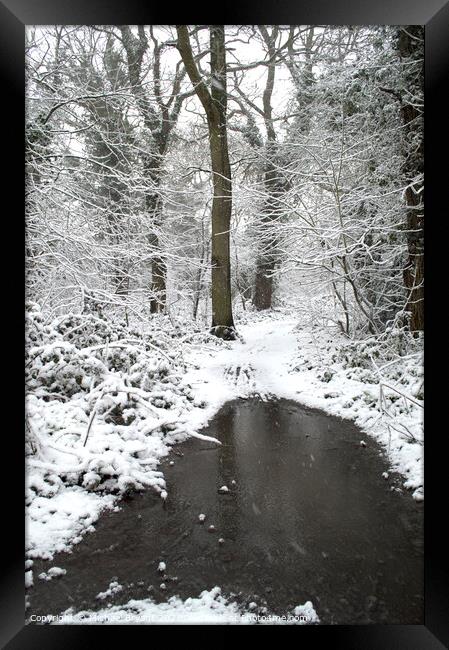 snow in pudsey woods clacton Framed Print by Michael bryant Tiptopimage