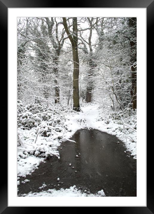 snow in pudsey woods clacton Framed Mounted Print by Michael bryant Tiptopimage
