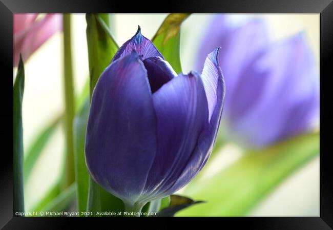 Purple tulip Framed Print by Michael bryant Tiptopimage