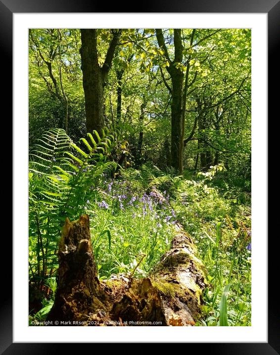 A walk in the woods  Framed Mounted Print by Mark Ritson