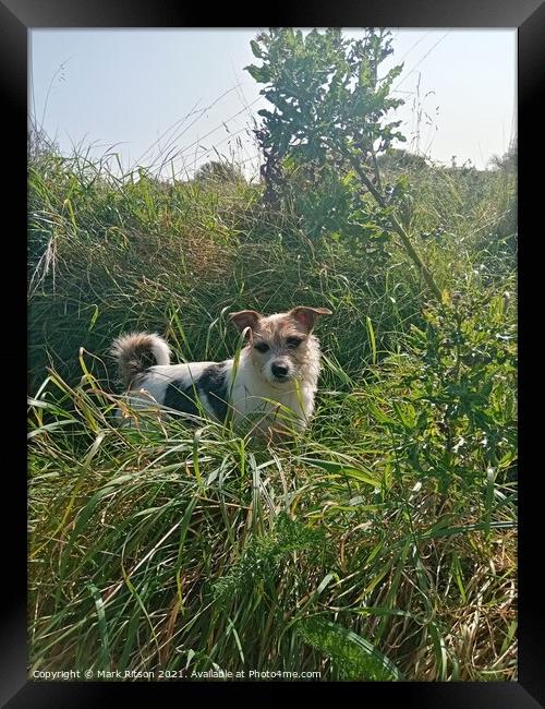 Jack Russell in grassy Woodland  Framed Print by Mark Ritson