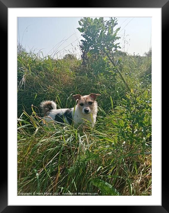 Jack Russell in grassy Woodland  Framed Mounted Print by Mark Ritson