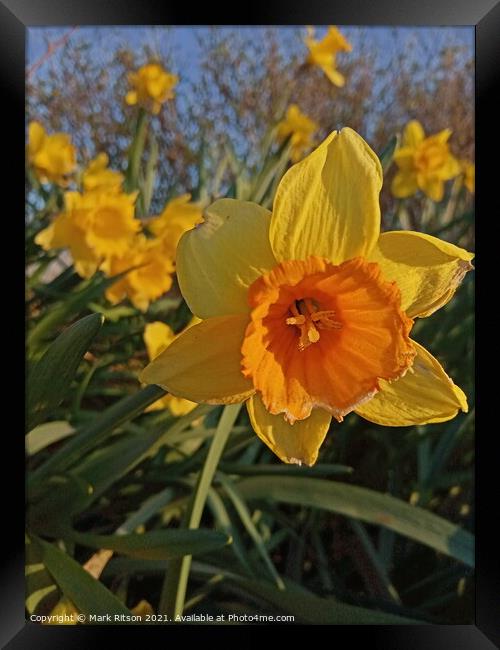 Narcissus Spring Time Flowes Framed Print by Mark Ritson
