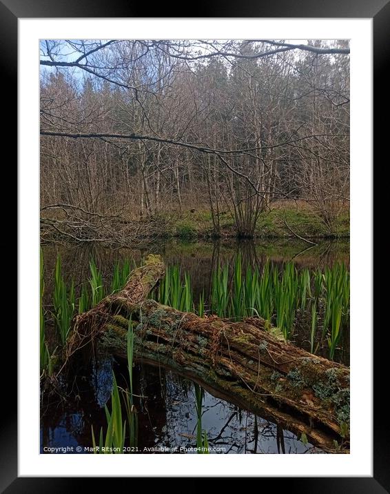 A Pond in the Woods  Framed Mounted Print by Mark Ritson