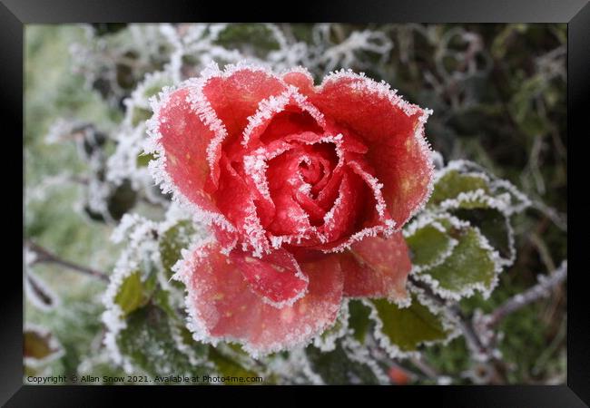 Frosted Rose Framed Print by Allan Snow