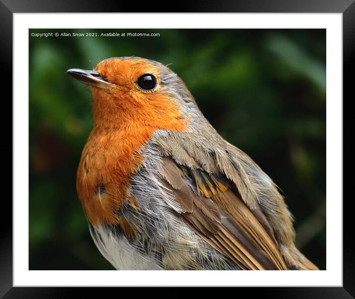 Portrait of a Robin Framed Mounted Print by Allan Snow