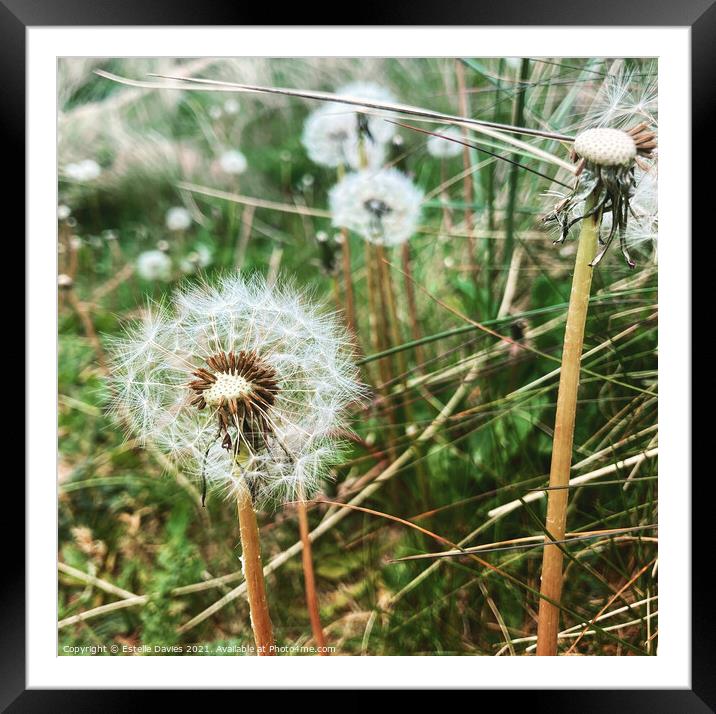 Gower  Dandelion Beauty Framed Mounted Print by Estelle Davies