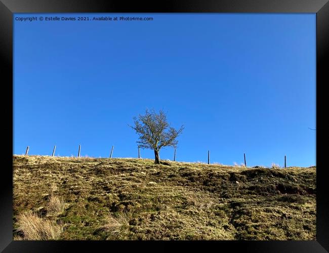 Simple Tree in Brecon. Framed Print by Estelle Davies