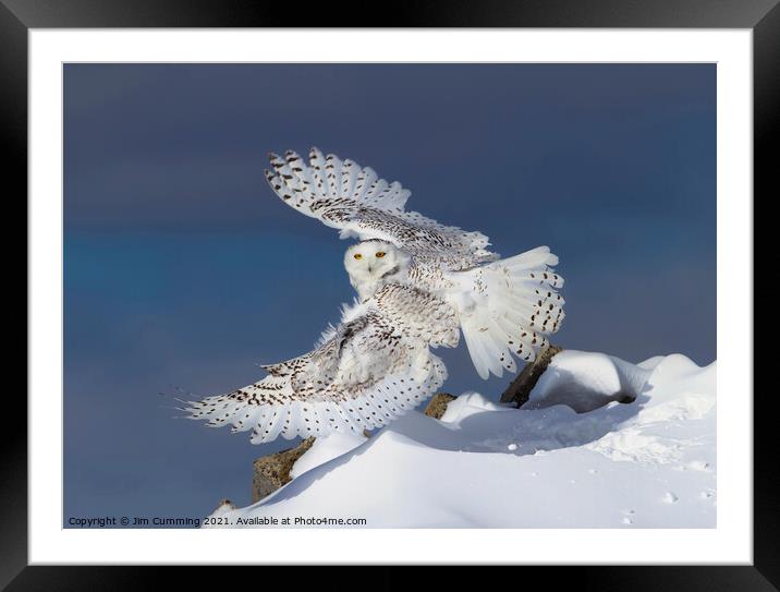 Snowy Owl takes Flight Framed Mounted Print by Jim Cumming