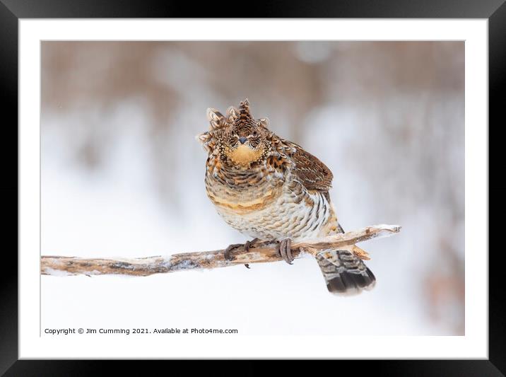 Ruffed Grouse on branch Framed Mounted Print by Jim Cumming