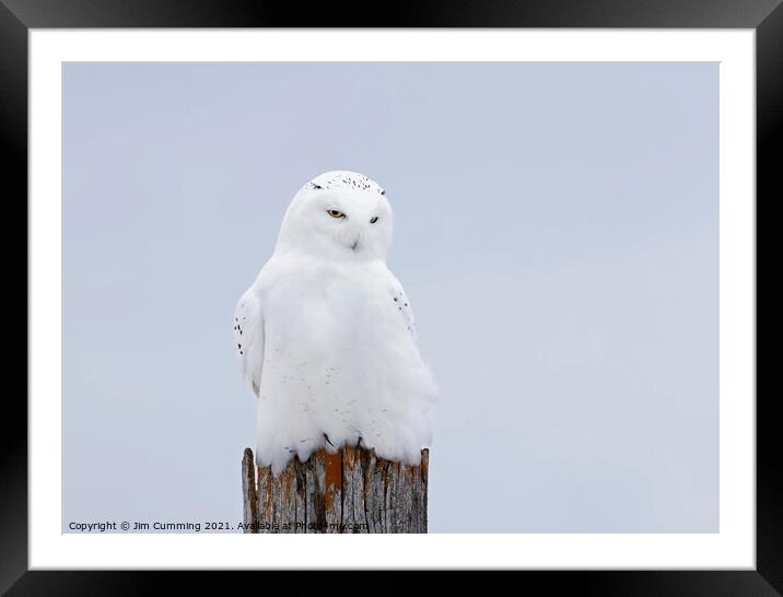 The Ghost - Snowy Owl Framed Mounted Print by Jim Cumming