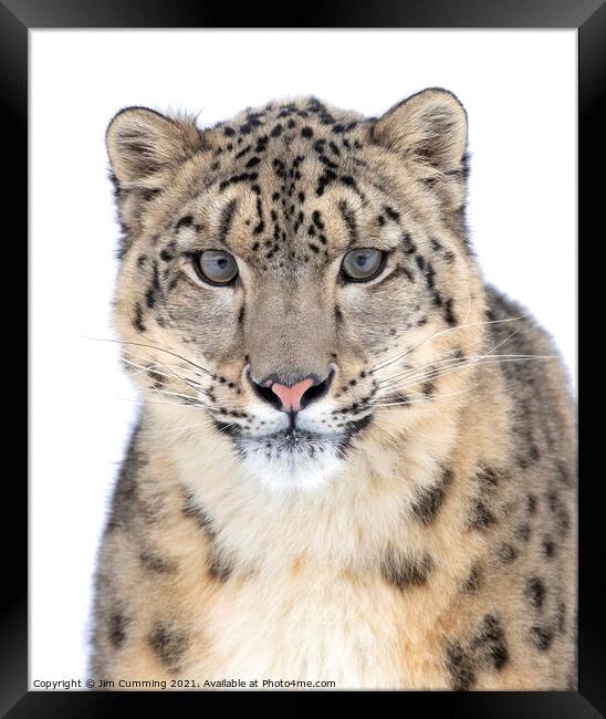 Portrait of a Snow Leopard Framed Print by Jim Cumming