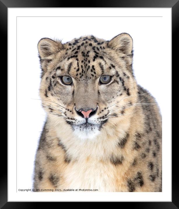 Portrait of a Snow Leopard Framed Mounted Print by Jim Cumming