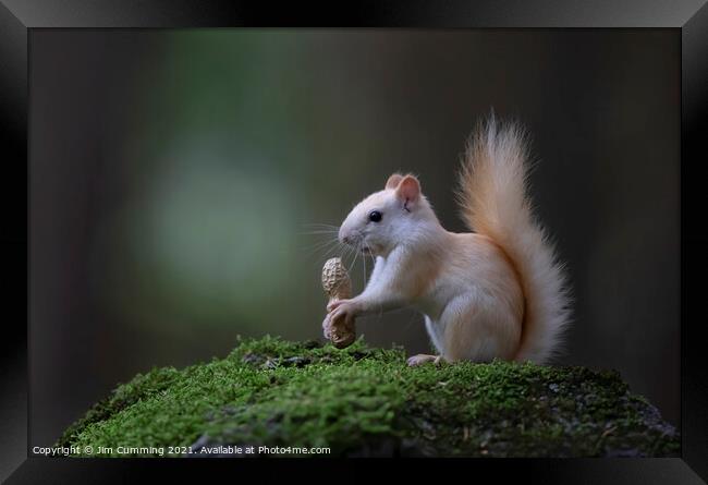 Leucistic White Squirrel with peanut Framed Print by Jim Cumming