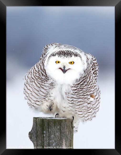 Smiling Snowy Owl  Framed Print by Jim Cumming