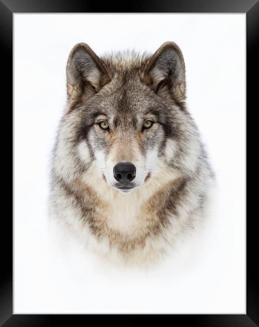 Portrait of a Wolf Framed Print by Jim Cumming