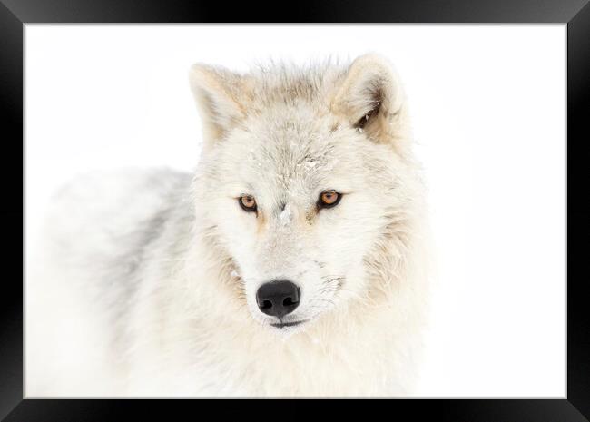 Portrait of an Arctic Wolf Framed Print by Jim Cumming