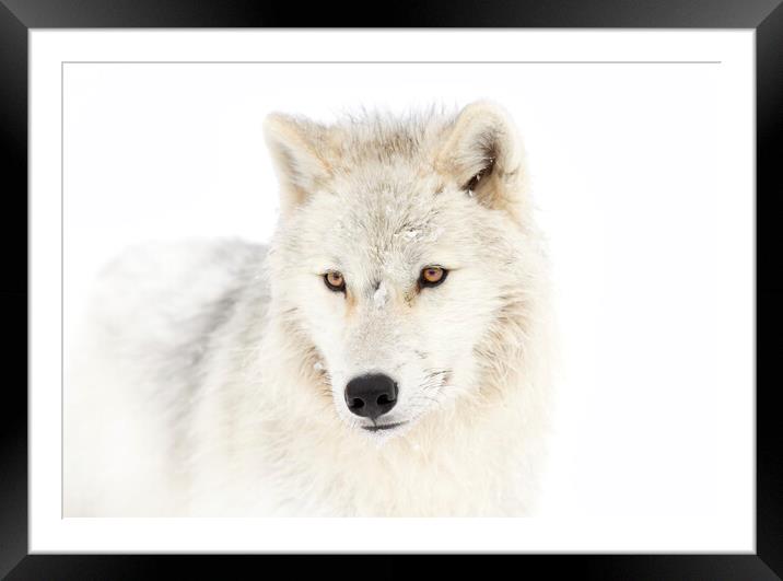 Portrait of an Arctic Wolf Framed Mounted Print by Jim Cumming