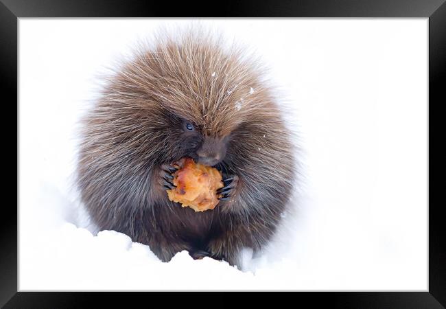 Baby porcupine eating an apple in winter Framed Print by Jim Cumming