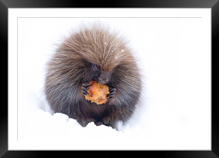 Baby porcupine eating an apple in winter Framed Mounted Print by Jim Cumming