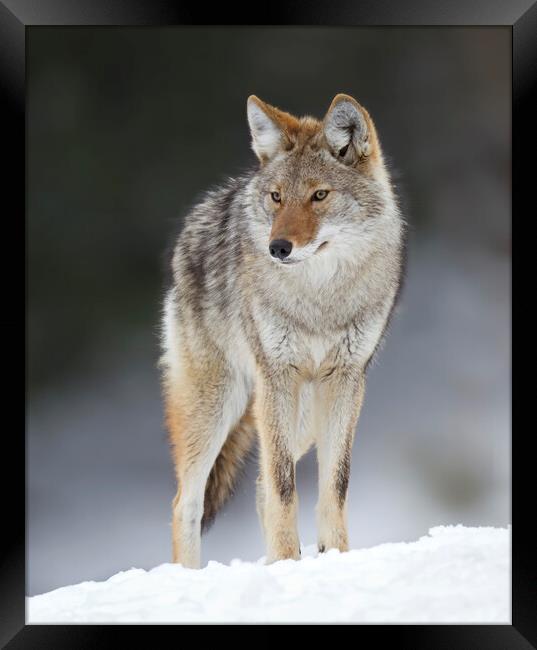 A lone coyote standing in the winter snow in Canada Framed Print by Jim Cumming