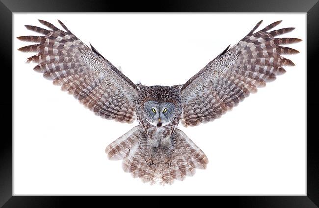 Power Wings - Great Grey Owl Framed Print by Jim Cumming