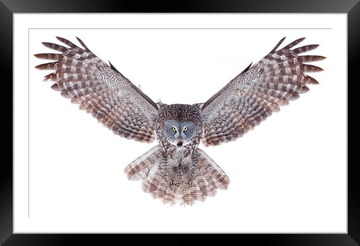Power Wings - Great Grey Owl Framed Mounted Print by Jim Cumming