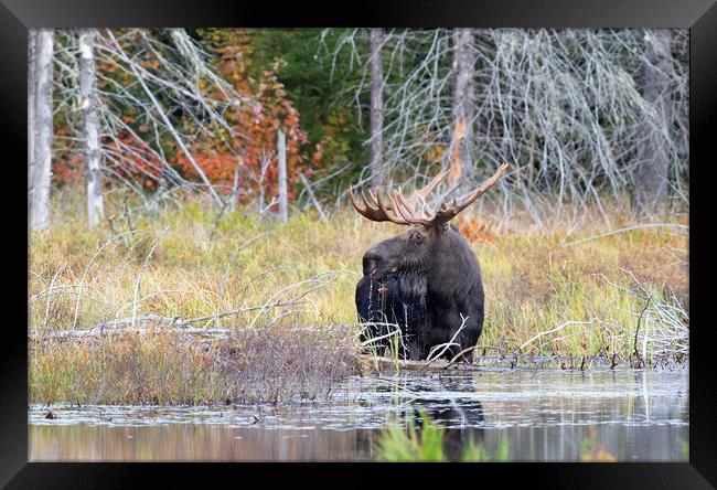 Bull Moose in Algonquin Park, Canada Framed Print by Jim Cumming