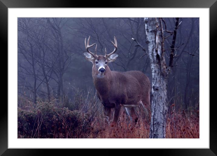 King of the forest - White-tailed buck Framed Mounted Print by Jim Cumming