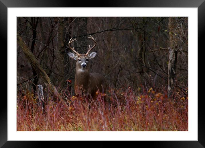 On Alert - White-tailed Deer Framed Mounted Print by Jim Cumming