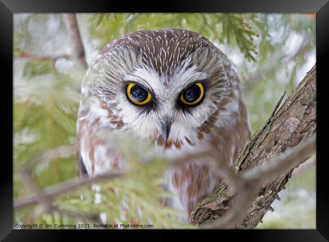 Eyes Wide Open - Northern Saw-whet Framed Print by Jim Cumming