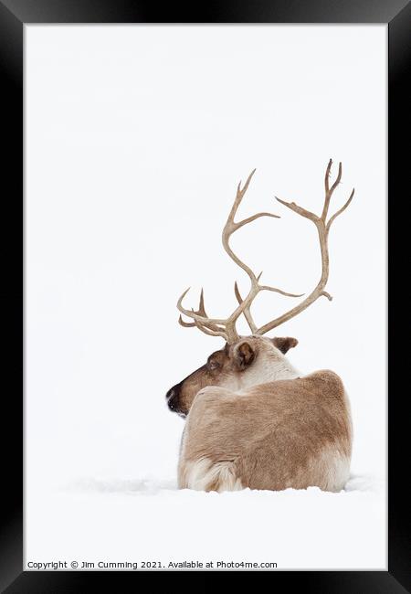 Reindeer resting in the snow Framed Print by Jim Cumming
