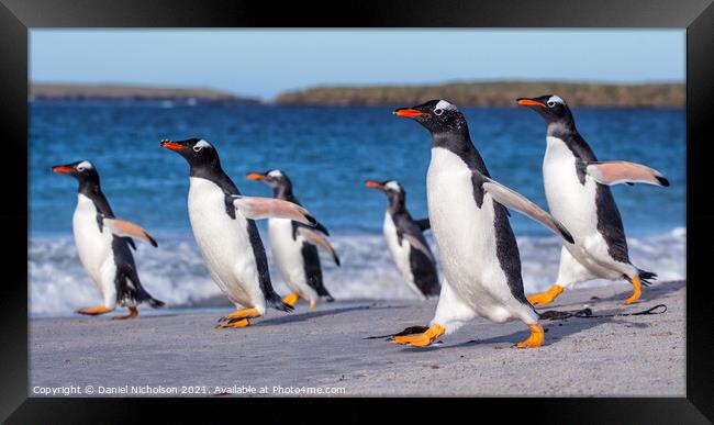 Gentoo Highway Framed Print by Daniel Nicholson