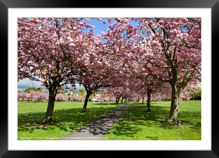 Cherry Blossom on The Stray in Spring Harrogate Framed Mounted Print by Mark Sunderland