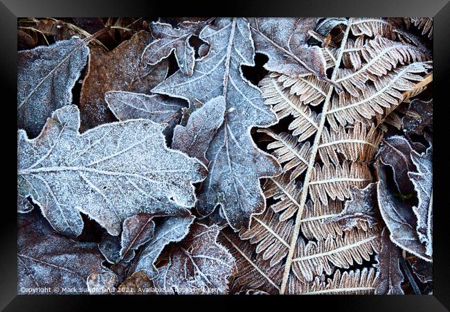 Frosty Leaves in Old Spring Wood near Summerbridge Framed Print by Mark Sunderland