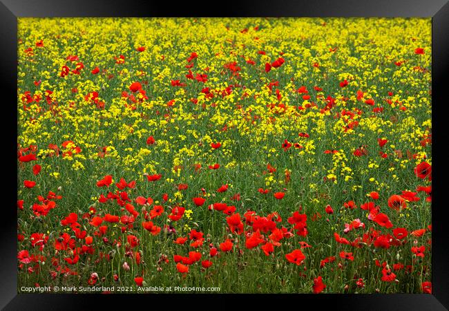 Poppies in an Oilseed Rape Field Framed Print by Mark Sunderland