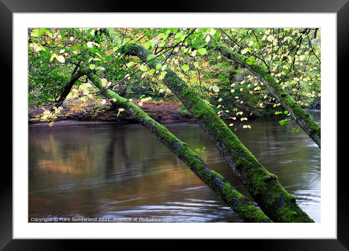 Mossy Trees in Nidd Gorge Woods Framed Mounted Print by Mark Sunderland
