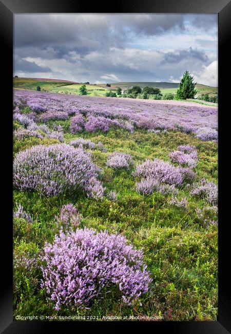 Heather in Bloom on Nought Moor near Pateley Bridge Framed Print by Mark Sunderland